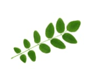 Acacia