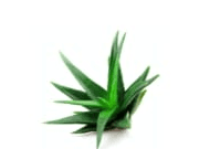 Agave
