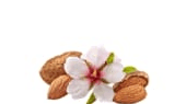 Almond Blossom