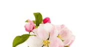 Apple Blossom