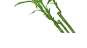 Bamboo
