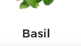 Basil