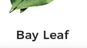Bay Leaf