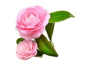 Camellia