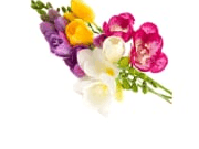 Freesia