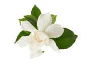 Gardenia