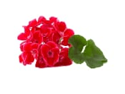 Geranium