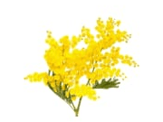 Mimosa