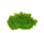 Oakmoss