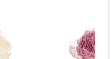 Peony