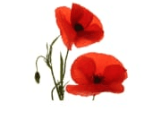 Poppy
