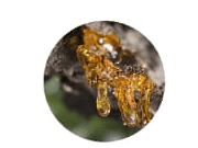 Golden Resin