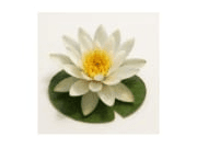 Water Lily