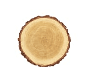 Woody Notes