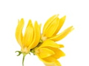 Ylang Ylang